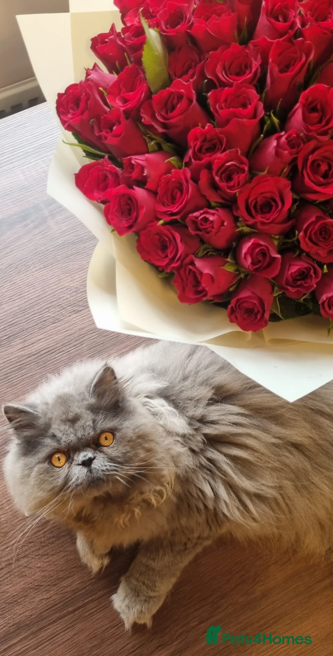 Persian cats for sale: Persian  - Advert 2