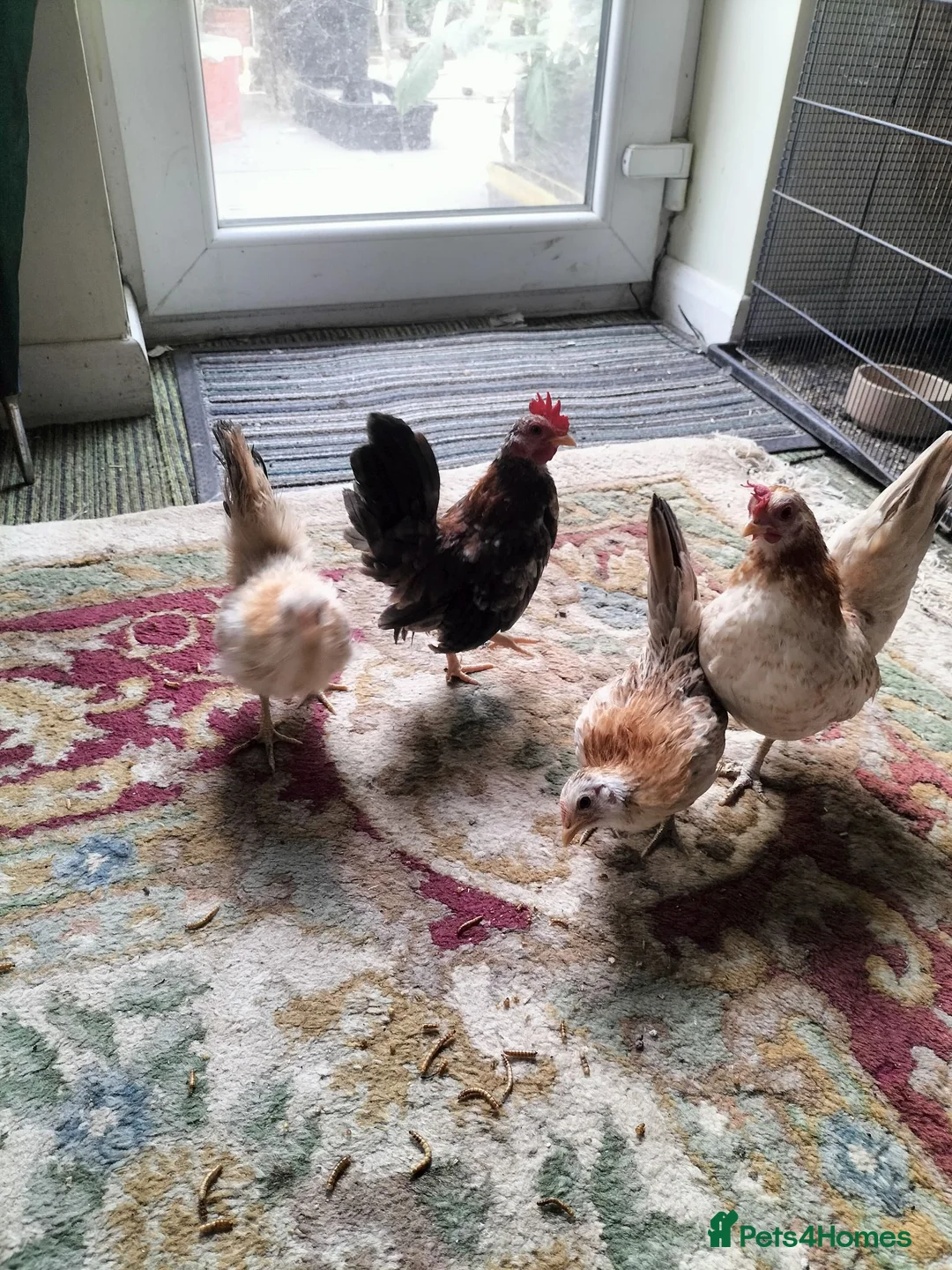 Chickens poultry for sale: Trio of Seramas  in Leicester - Advert 1