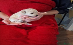 Cockapoo dogs for sale: 5 Cockapoo puppies 3 girls 2 boys  - Image 13