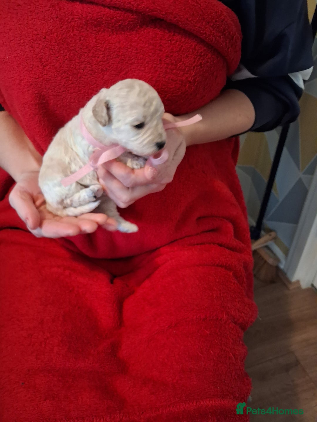 Cockapoo dogs for sale: 5 Cockapoo puppies 3 girls 2 boys  - Image 13