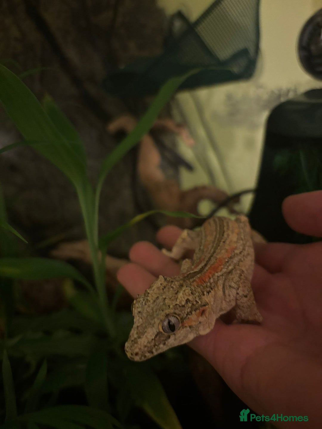 Gecko reptiles for sale: Male stripe gargoyle gecko - Advert 2