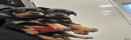 Rottweiler dogs for adoption: Rottweiler pups for sale, collection  - Advert 1