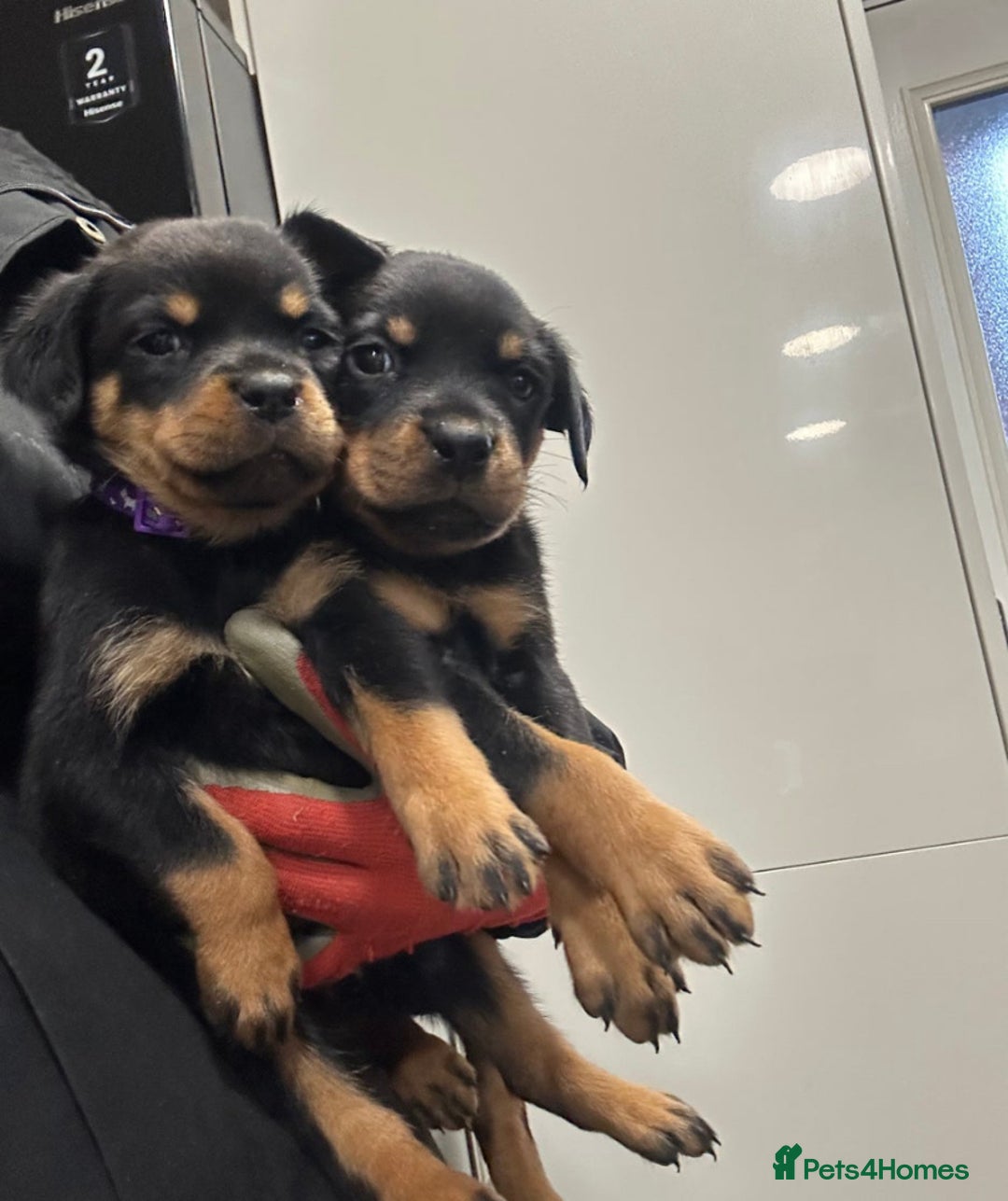 Rottweiler dogs for adoption: Rottweiler pups for sale, collection  - Advert 1