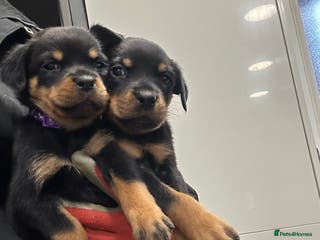 Rottweiler dogs Rottweiler pups for sale, collection - Advert 3