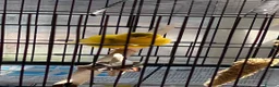 Canaries birds for sale: Fife Canaries in Chester-le-Street - Advert 13