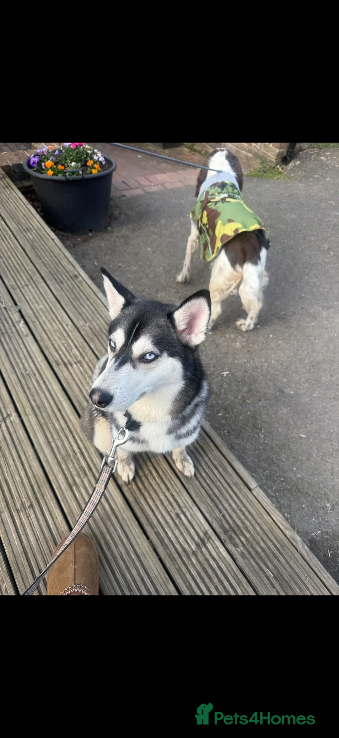 Pomsky dogs for sale: Pomsky puppy  - Advert 1