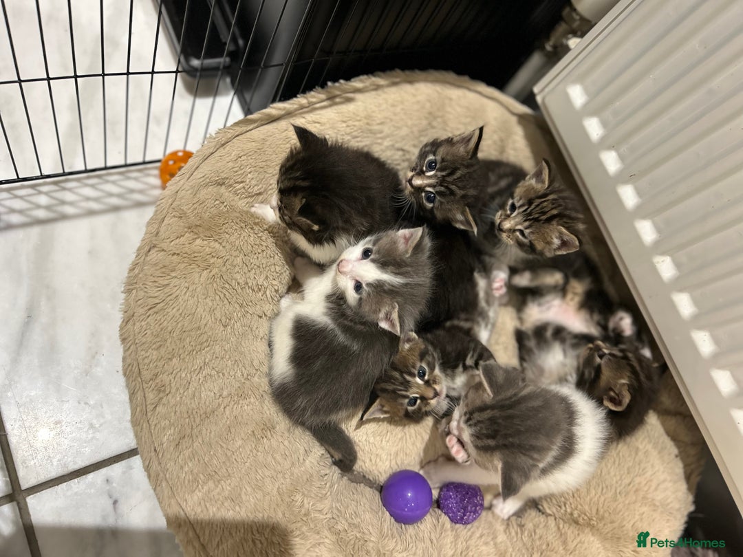 Maine Coon cats for sale: Gorgeous Maine Coon Cross Kittens - Image 17