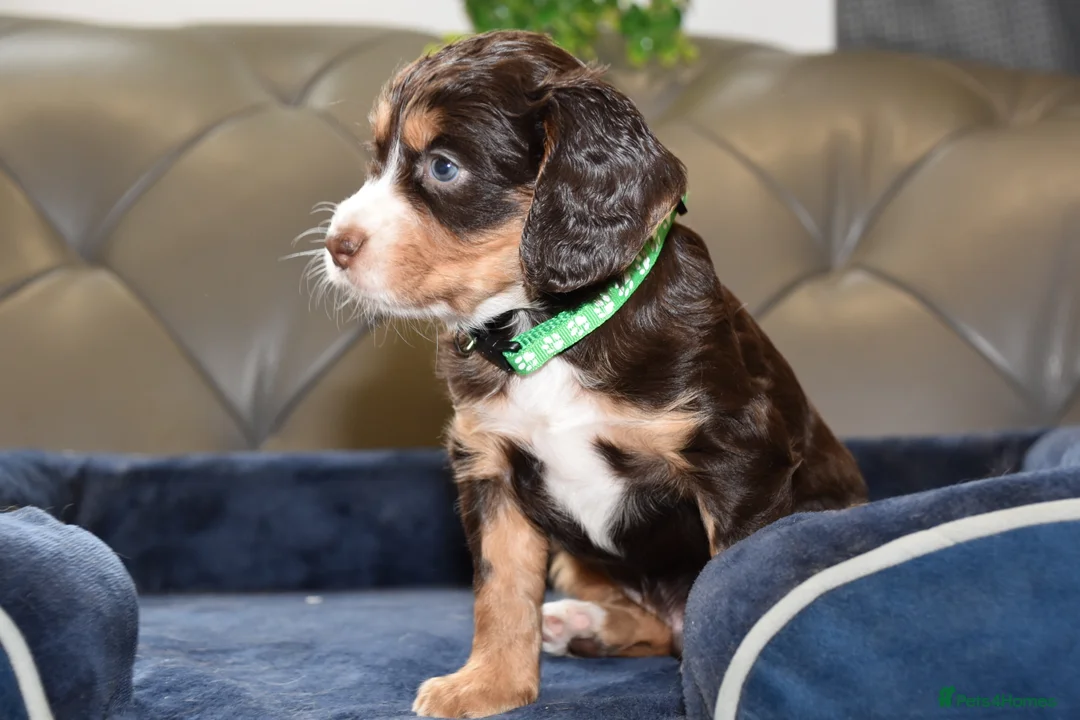 Cocker Spaniel dogs for sale: Kc Reg  Cocker Spaniel Puppies Health Tested - Advert 16