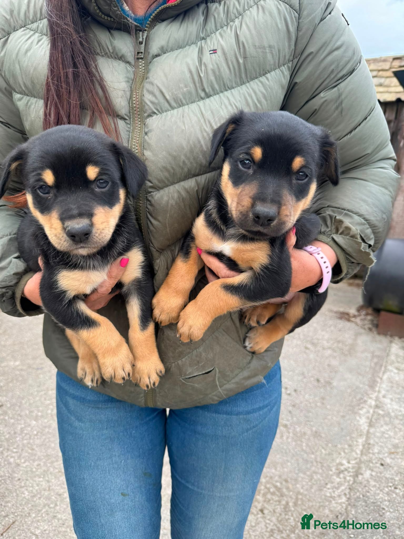 Australian Kelpie dogs Stunning Farm Breed Kelpies - Advert 1