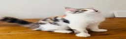 Maine Coon cats for sale: Pure bred Maine coon Kittens  - Advert 11