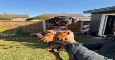 Dobermann dogs - Advert 2