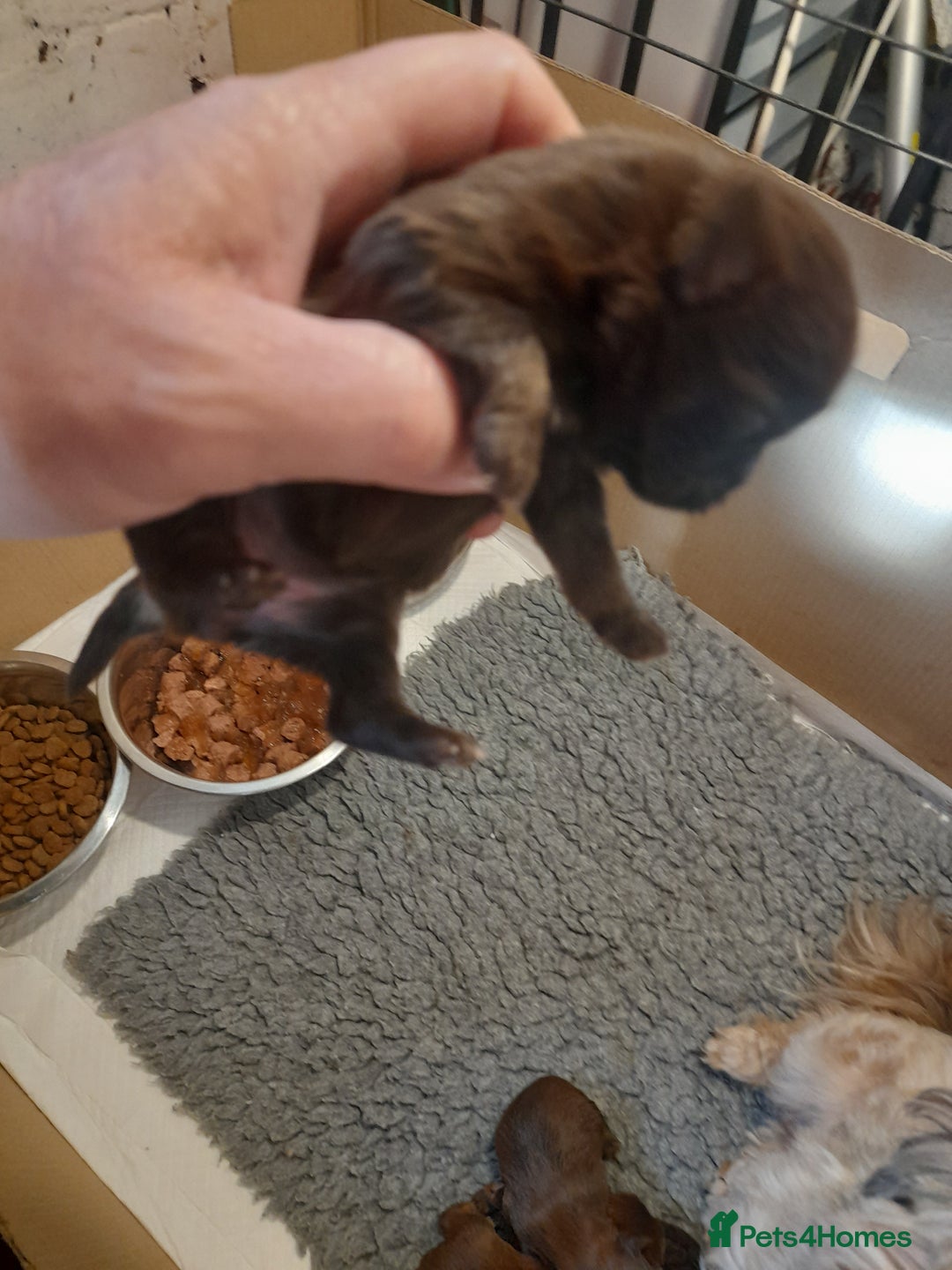 Malshi dogs for sale: Malshi - Advert 27