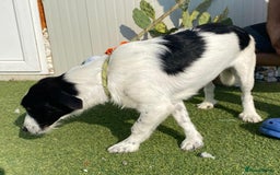 Mixed Breed dogs for adoption: Beautiful & Gentle LALY - for a Loving Home - Image 5