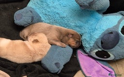 Chow Chow dogs for sale: Chow female - Advert 2