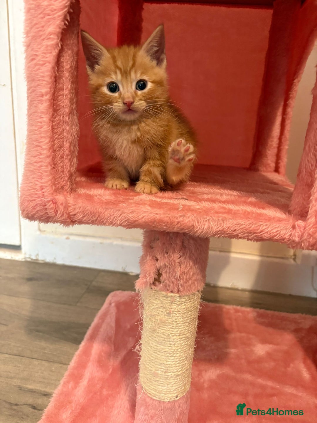 Mixed Breed cats for sale: 5 microchipped 8 week old kittens - Advert 19