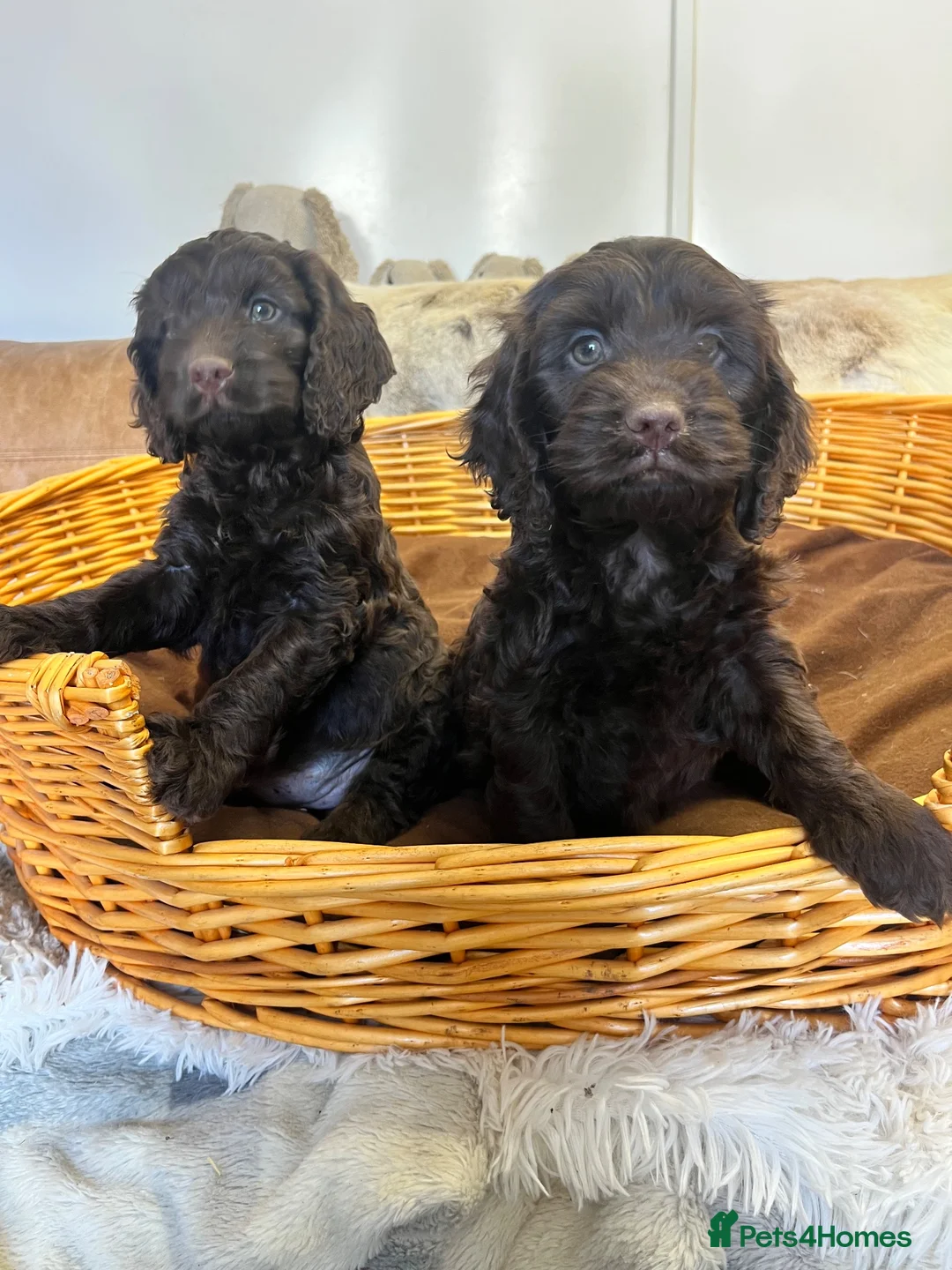 Cockapoo dogs for sale: Beautiful Litter Of Happiness  - Advert 2