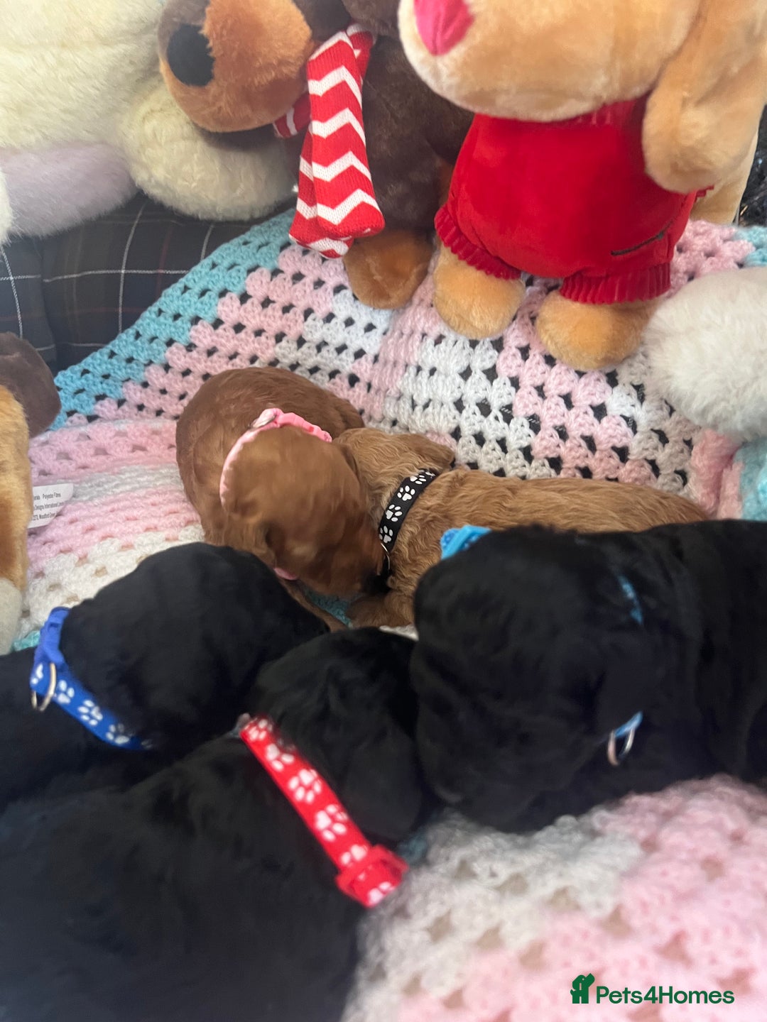 Poodle dogs for sale: Miniature toy poodles for sale - Advert 4