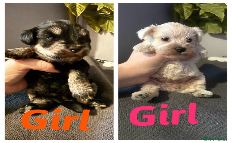 Miniature Schnauzer dogs Miniature schnauzer puppies  - Advert 2