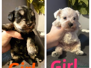 Miniature Schnauzer dogs Miniature schnauzer puppies - Advert 3