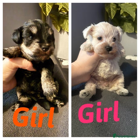 Miniature Schnauzer dogs Miniature schnauzer puppies - Advert 2
