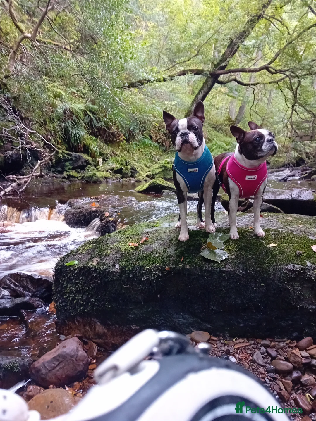 Boston Terrier dogs for stud: My handsome boy ready for stud - Advert 3