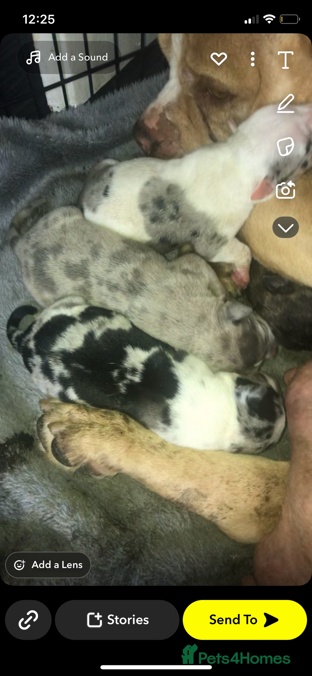 Mixed Breed dogs for sale: Pocket/staff pups  - Image 5