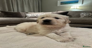 Golden Retriever dogs Beautiful KC Registered Golden Retriever Puppies - Advert 8