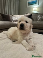 Golden Retriever dogs Beautiful KC Registered Golden Retriever Puppies - Advert 8