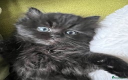Persian cats for sale: Persian chinchilla kittens - Image 9