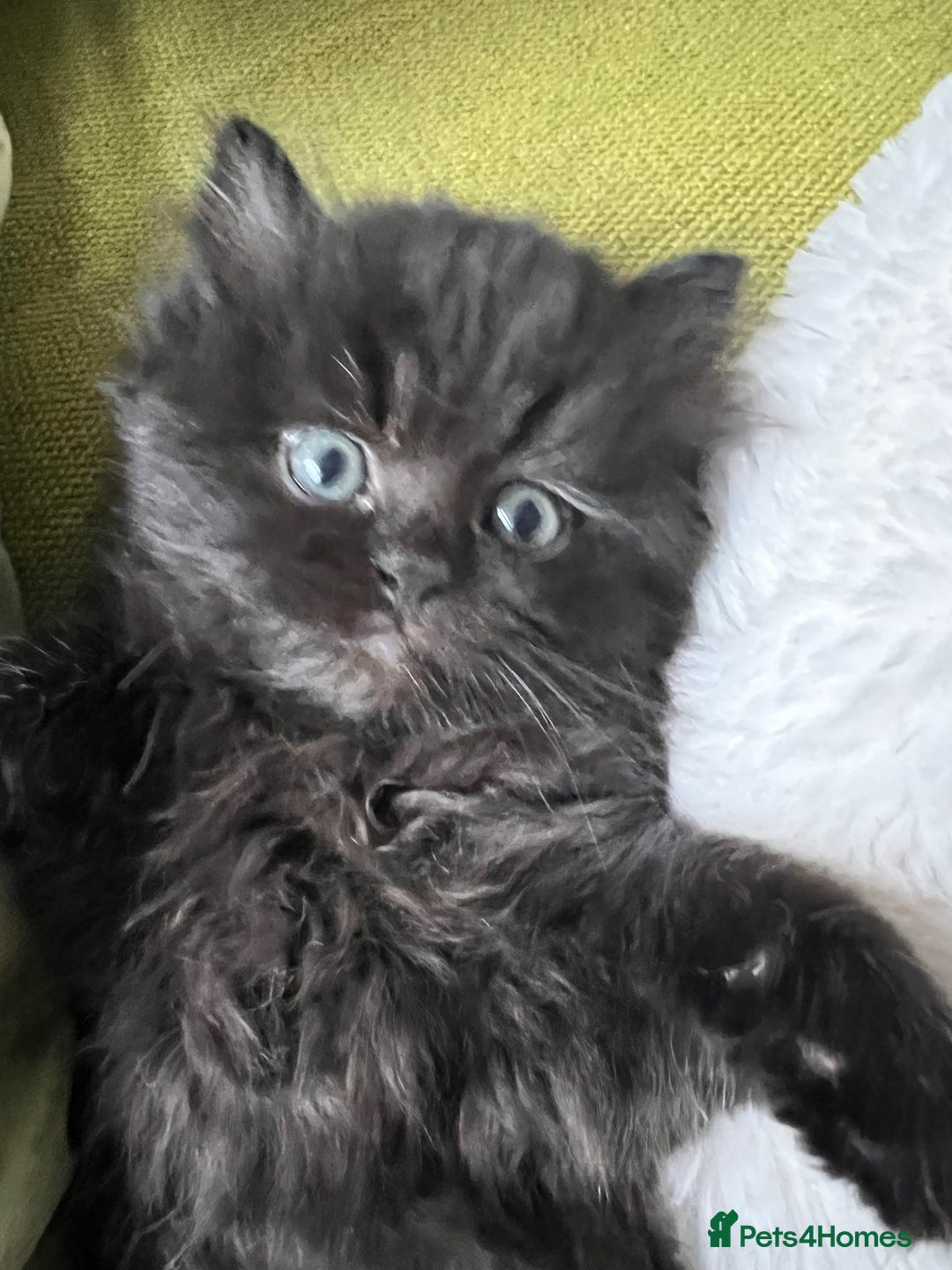 Persian cats for sale: Persian chinchilla kittens - Image 9