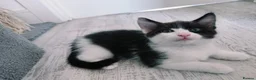 Mixed Breed cats for sale: Lovely kittens looking for a new home 💚 - Advert 24