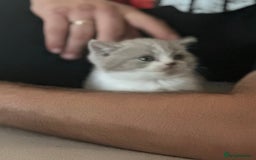 British Shorthair cats for sale: Beautiful , soft teddy bears 🩷🩷💙 - Image 16