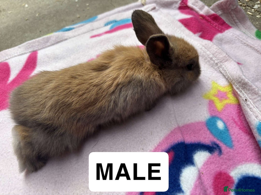 Mini Lop rabbits for sale: Mini lop  - Image 4