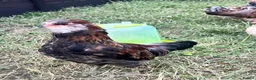 Chickens poultry for sale: Gold duckwing Araucanas - Advert 2