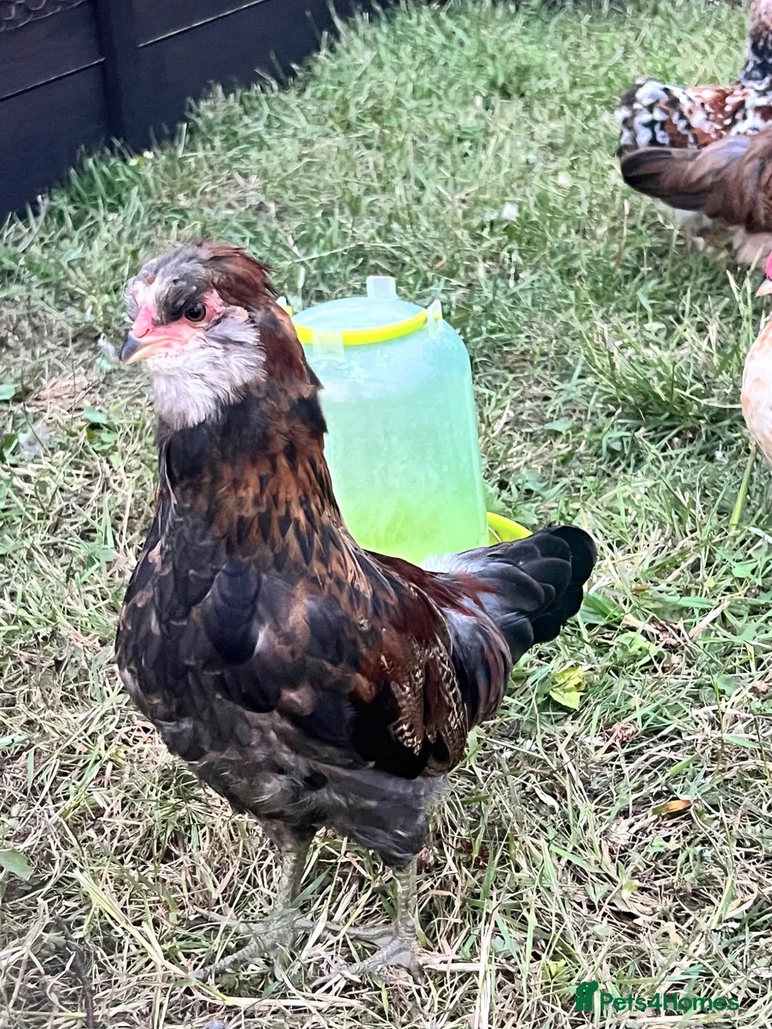 Chickens poultry for sale: Gold duckwing Araucanas - Advert 2