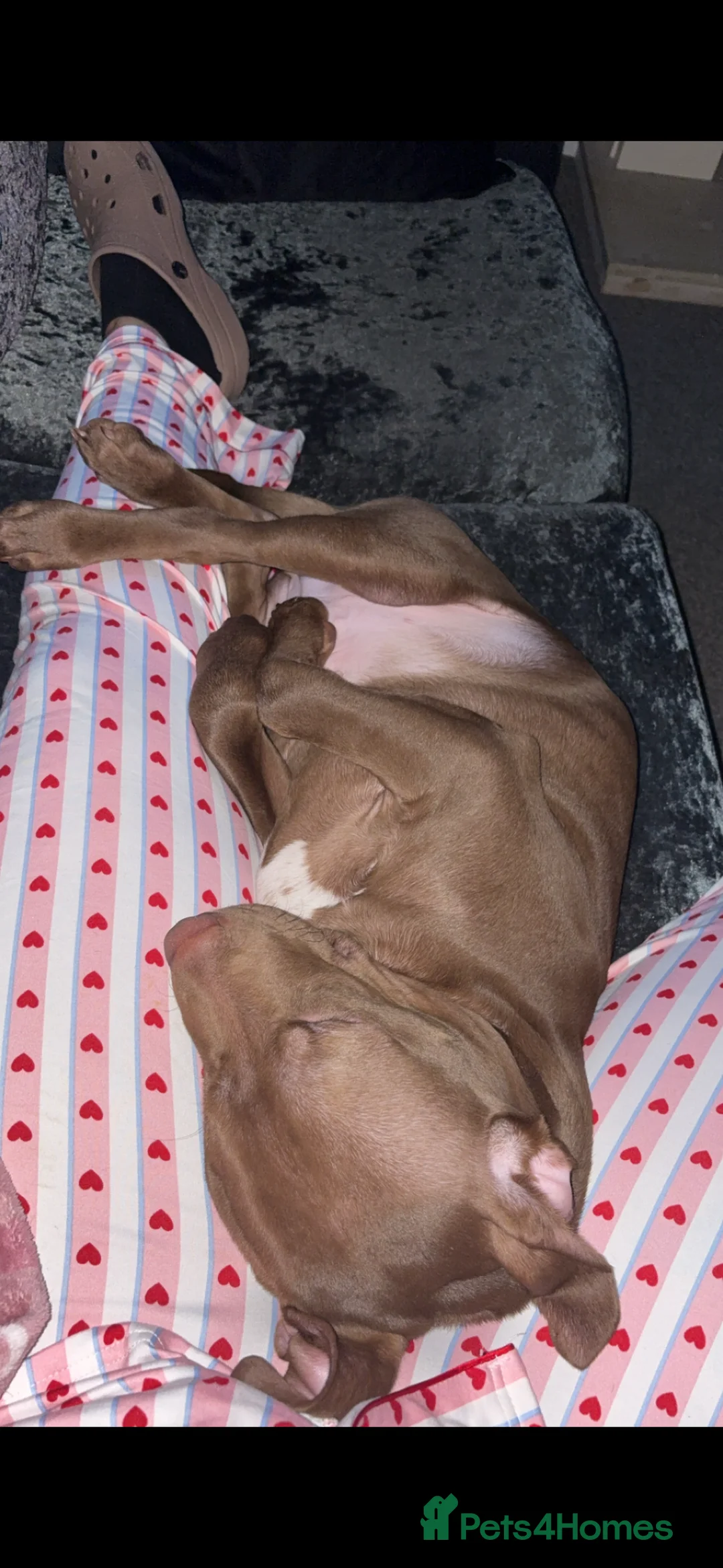 Mixed Breed dogs for sale: 5 month old beautiful boy - Advert 5