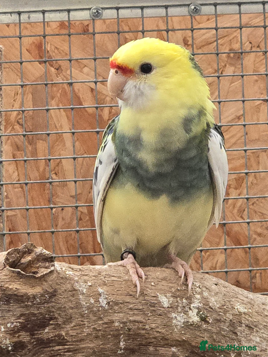 Cockatiels birds for sale: Pied pennants  - Advert 2