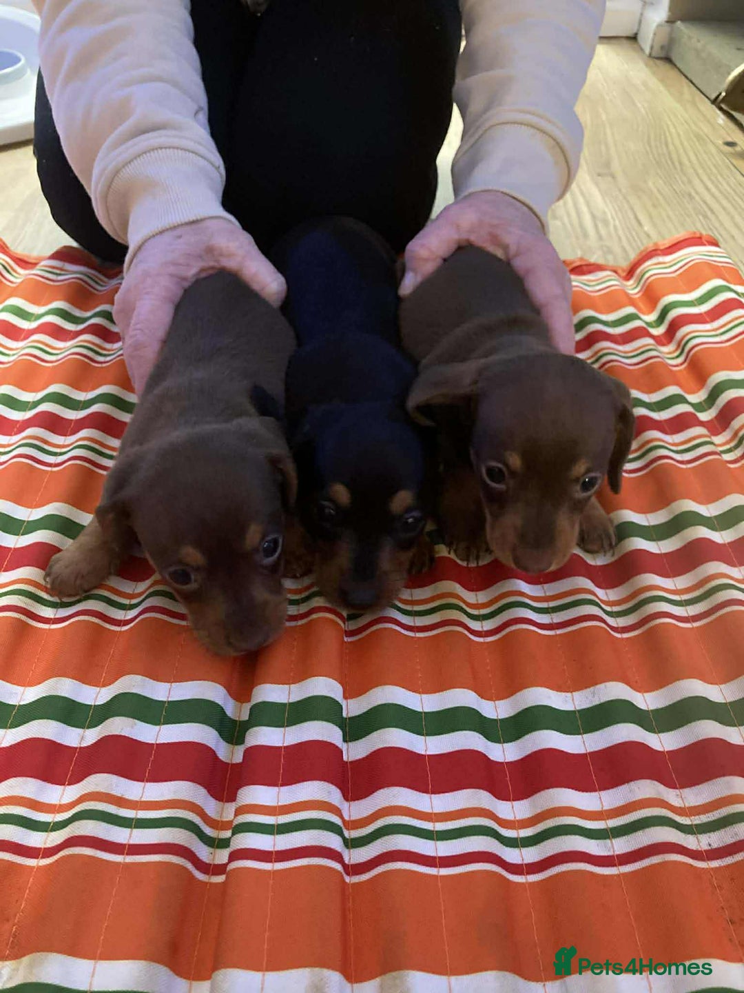 Miniature Dachshund dogs for sale: Miniature daschund puppies  - Advert 8