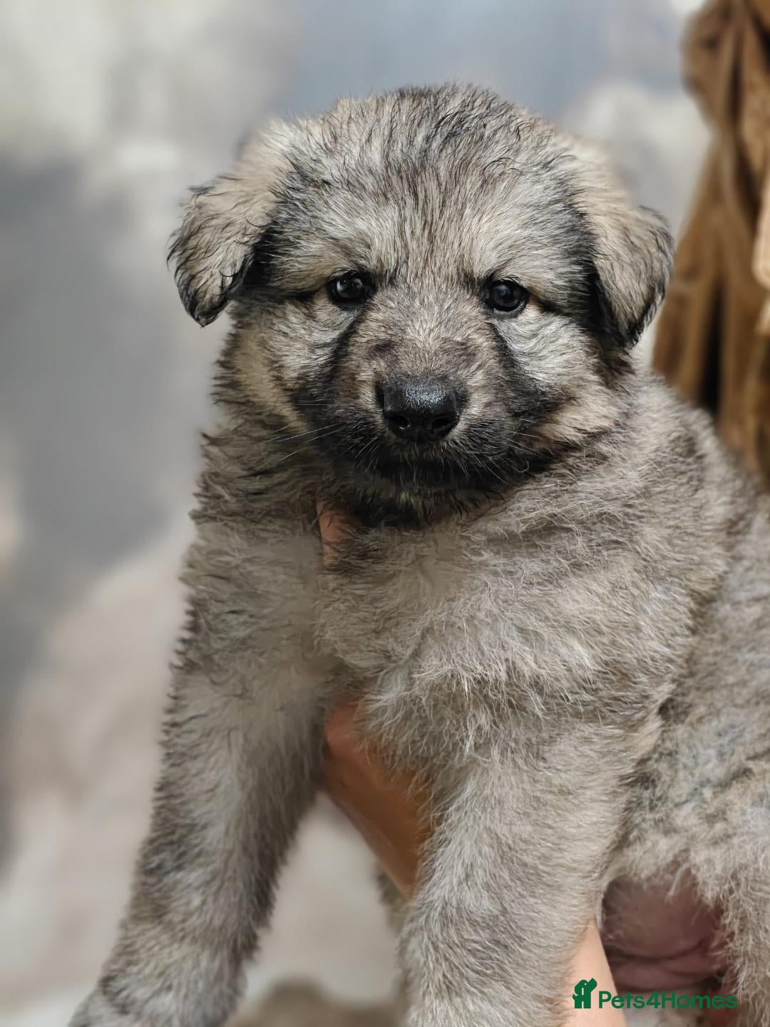 German Shepherd dogs for sale: Beautiful long coated  in Coalville - Image 22