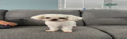 Maltipoo dogs for sale: Tiny F1 Asian maltipoo✨  - Advert 3