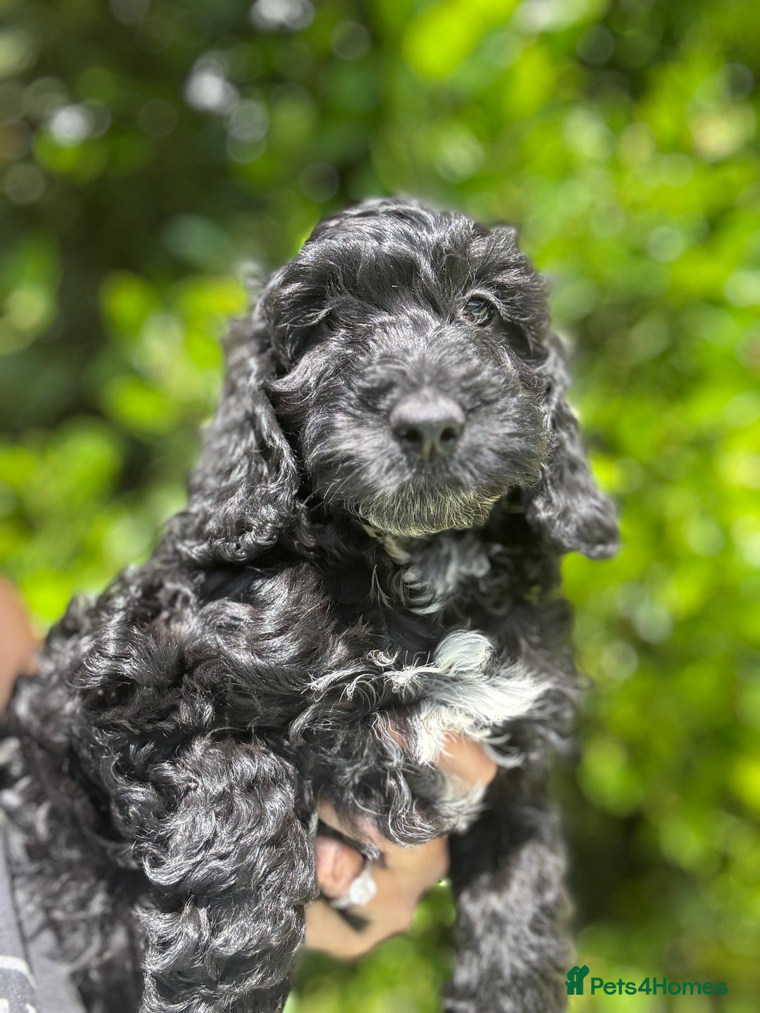 Cockapoo dogs for sale: Ready now black f1 minature show cockapoos  - Image 3