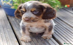 Cocker Spaniel dogs for sale: Beautiful KC Registered Cocker Spaniel Puppies  - Image 13