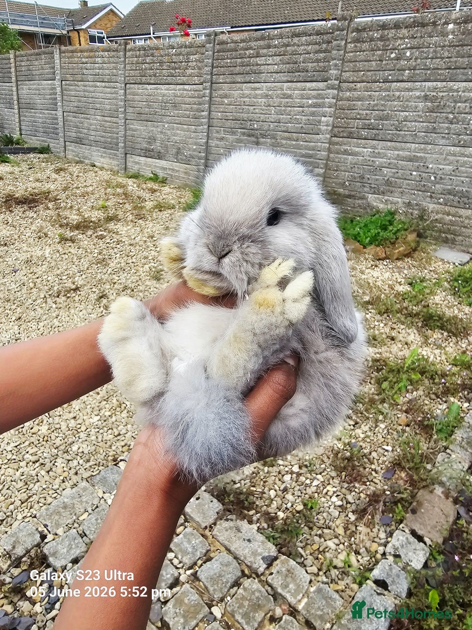 Mini Lop rabbits Mini Lop Rabbits for sale - Advert 14