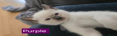 Ragdoll Kitten 3