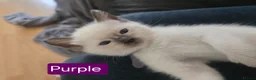 Ragdoll cats for sale: Ragamese ragdoll Siamese kittens  - Advert 3