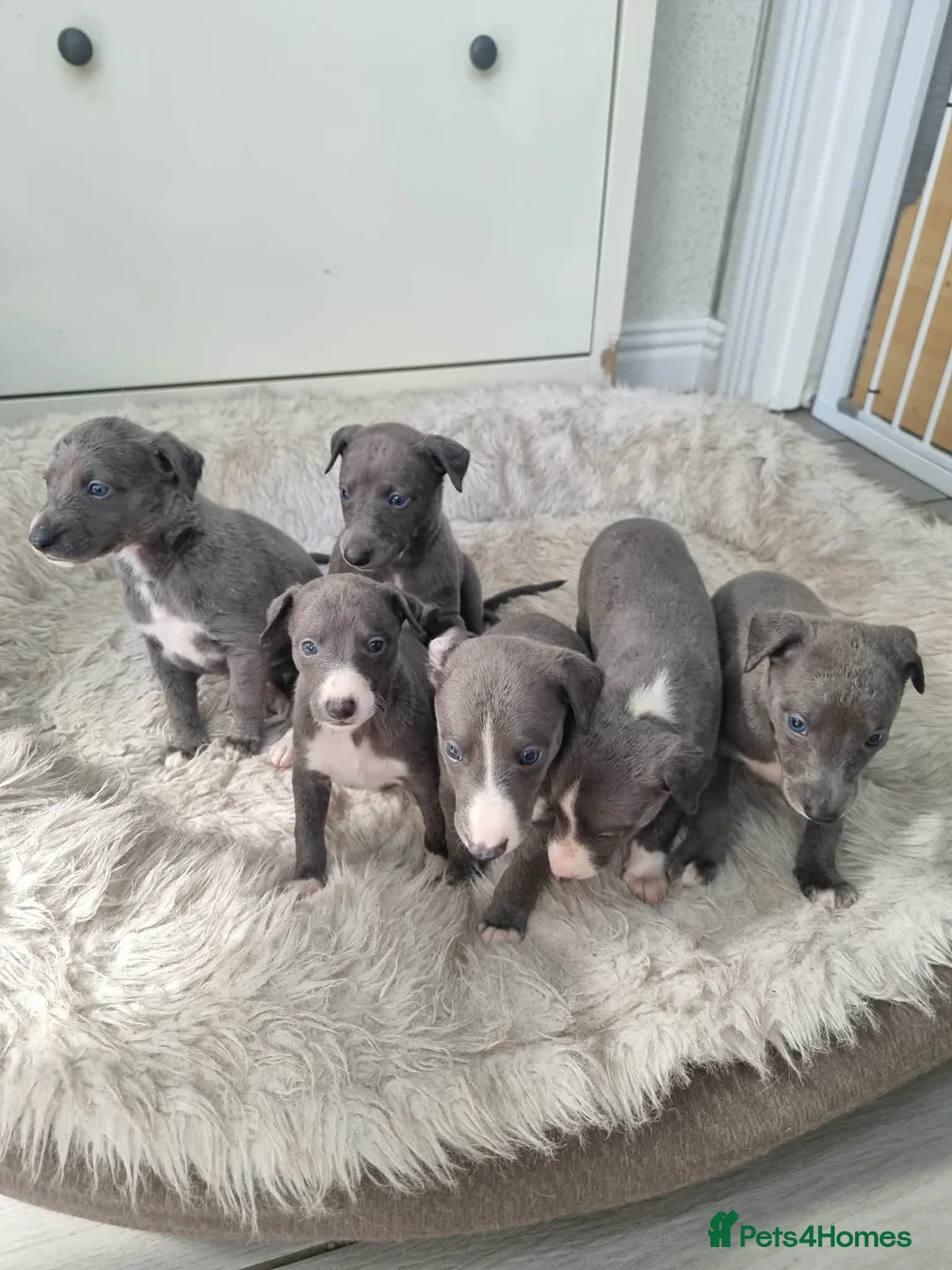 Whippet dogs for sale: Beautiful blue pedigree whippets  - Advert 11