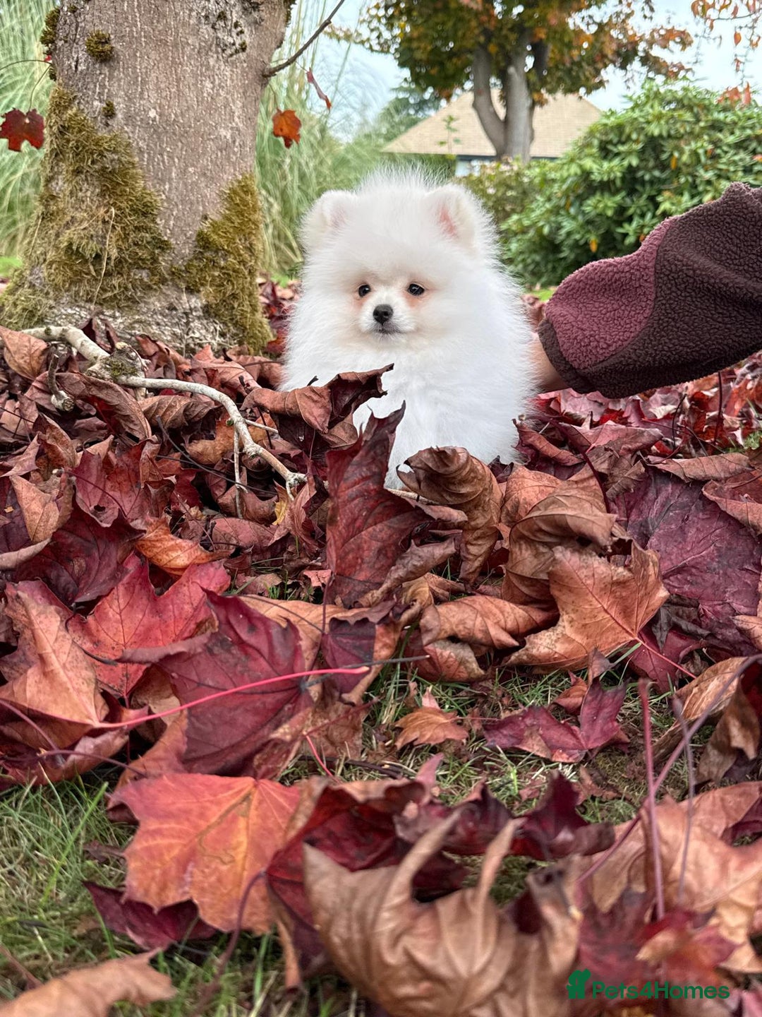 Pomeranian dogs for sale: ** Pomeranian/700g-11 week Champion EU Bloodline  - Image 17