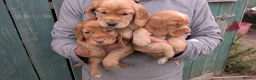 Cocker Spaniel dogs for sale: Stunning Litter of 5 Cocker Spaniel Puppies  in Barnard Castle - Advert 6