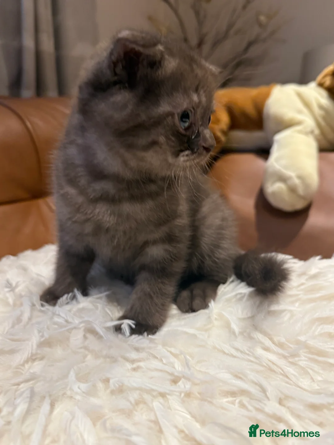 Scottish Fold cats for sale: Stunning BSH X Fold choc Boy  - Advert 11