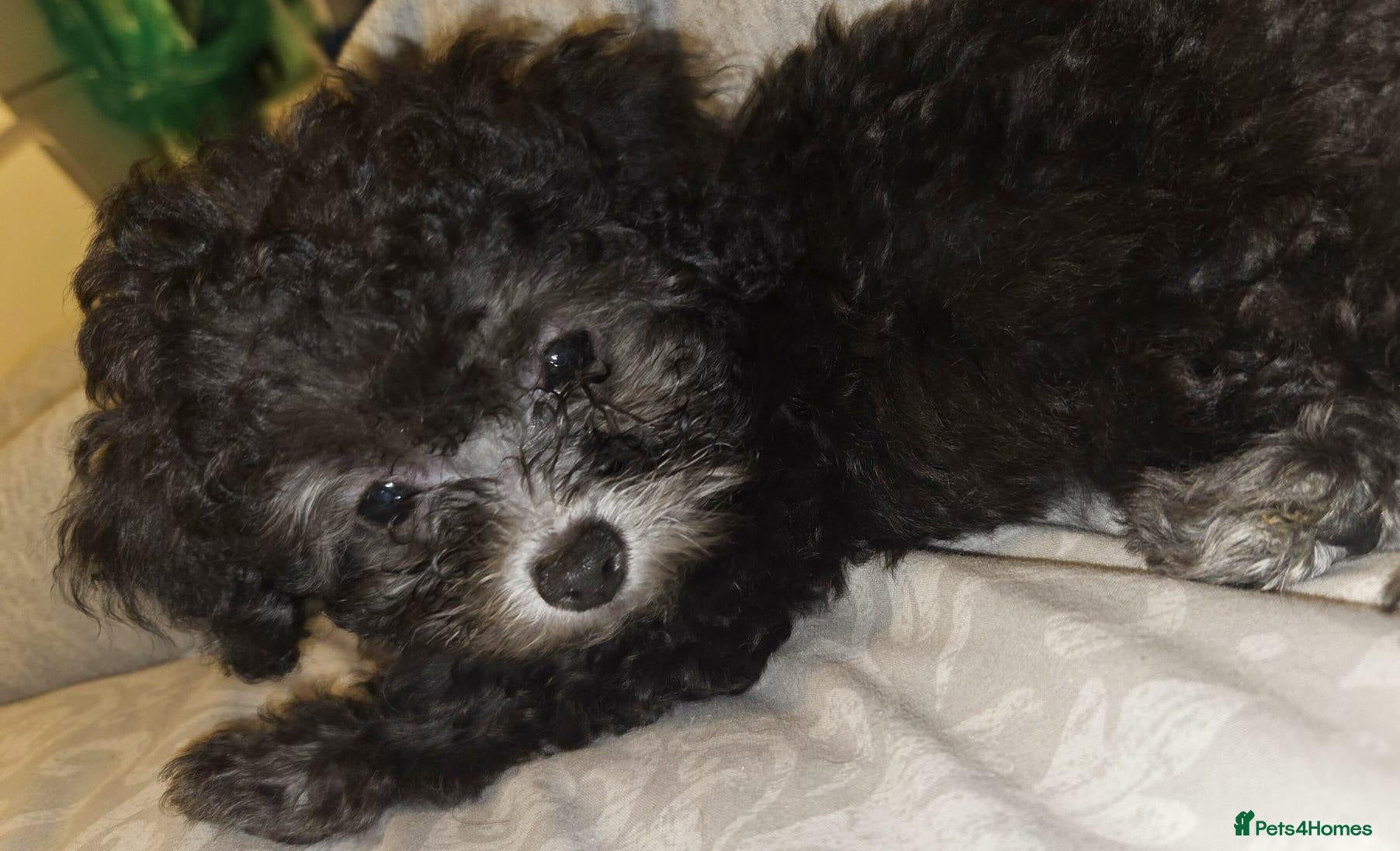 Chipoo dogs 🐾 Beautiful Chipoo × Micro Asian Poodle Puppies🐾 - Advert 4